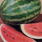 WatermelonMagnum1Mar26KM.jpg