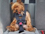 หมานอนในรถ.jpg