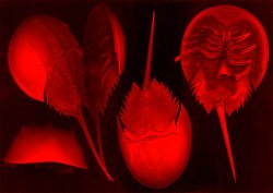 Limulus_polyphemus แพะ.jpg