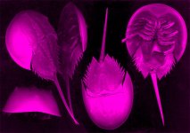 Limulus_polyphemustid.jpg