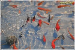 สินค้า2.JPG