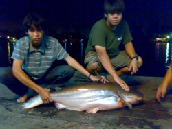 fish5.jpg