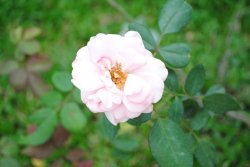 Picture 310_resize.jpg