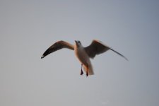 DSC_0381_resize.JPG